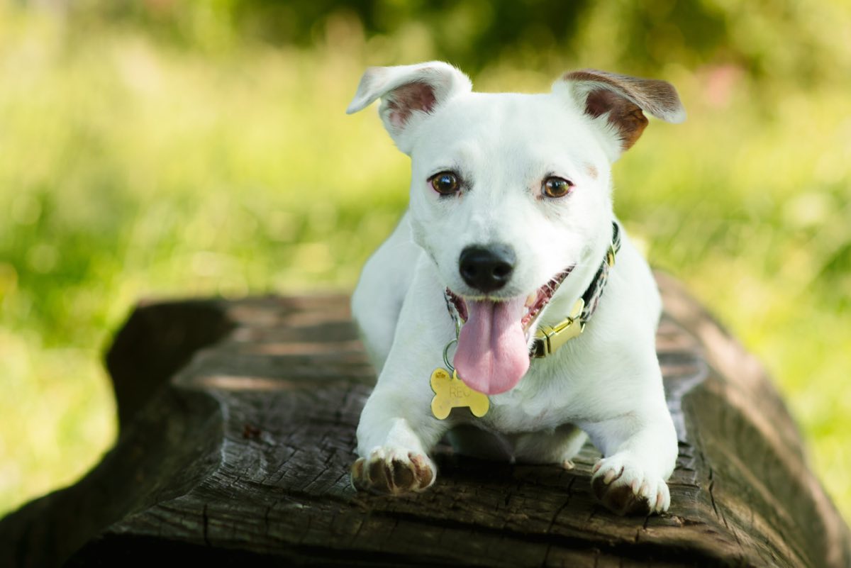 Jack russell posé sur un tronc moussu, dans la lumière verte du sous-bois