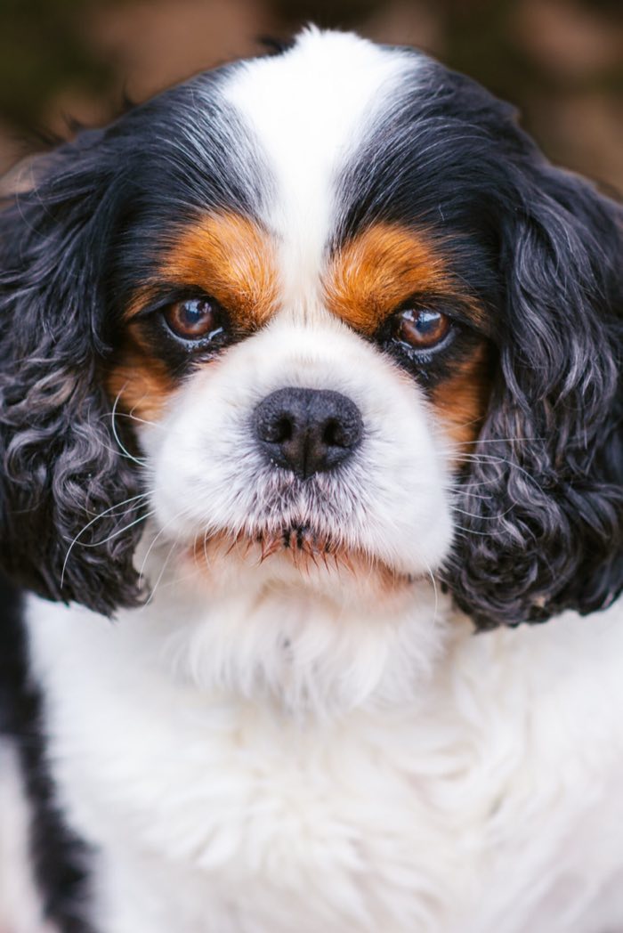 Portrait rapproché d’un cavalier king charles
