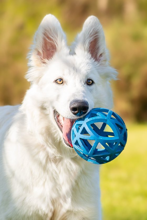 Berger blanc suisse tenant sa balle, en pleine lumière